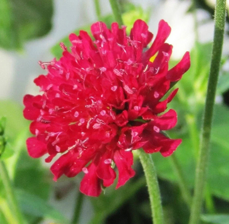Red Knautia Seeds, 110 Count, Easy to Grow, Knautia macedonica