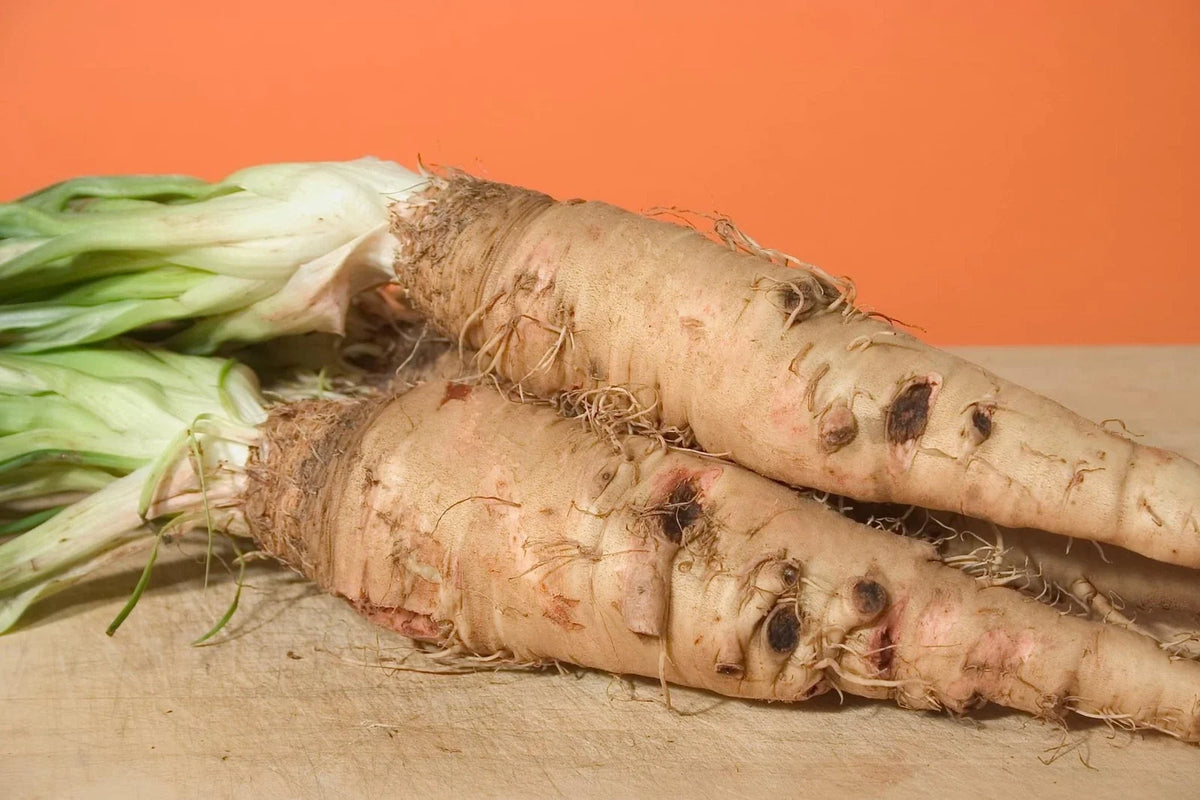 Salsify Seeds - Sandwich Island Variety - Non-GMO Root Vegetable - 100 Seeds - Tragopogon porrifolius