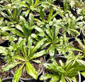 Culantro Seeds - 200 Seeds, Mexican Coriander, CULANTRO RECAO for Gardening, Planting, Culinary Use