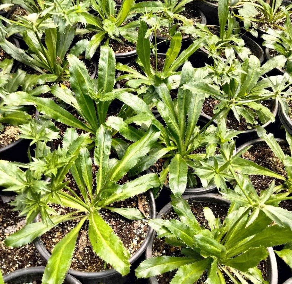 Culantro Seeds - 200 Seeds, Mexican Coriander, CULANTRO RECAO for Gardening, Planting, Culinary Use