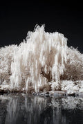 White Willow Tree Cutting - Silver Leaf - Shimmers in Sun and Moonlight - Salix alba