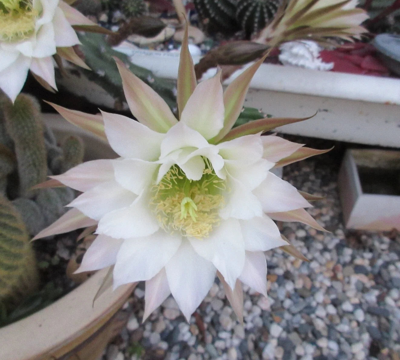 Harrisia jusbertii Snake Cactus 8" Cutting - Rare Dusk Blooming Cacti, Unique Houseplant, Indoor Succulent