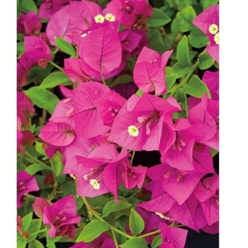 Fuchsia Pink Bougainvillea Live Cuttings - 6" Unrooted Flower Plant Bush Shrub (Bougainvillea spp.)