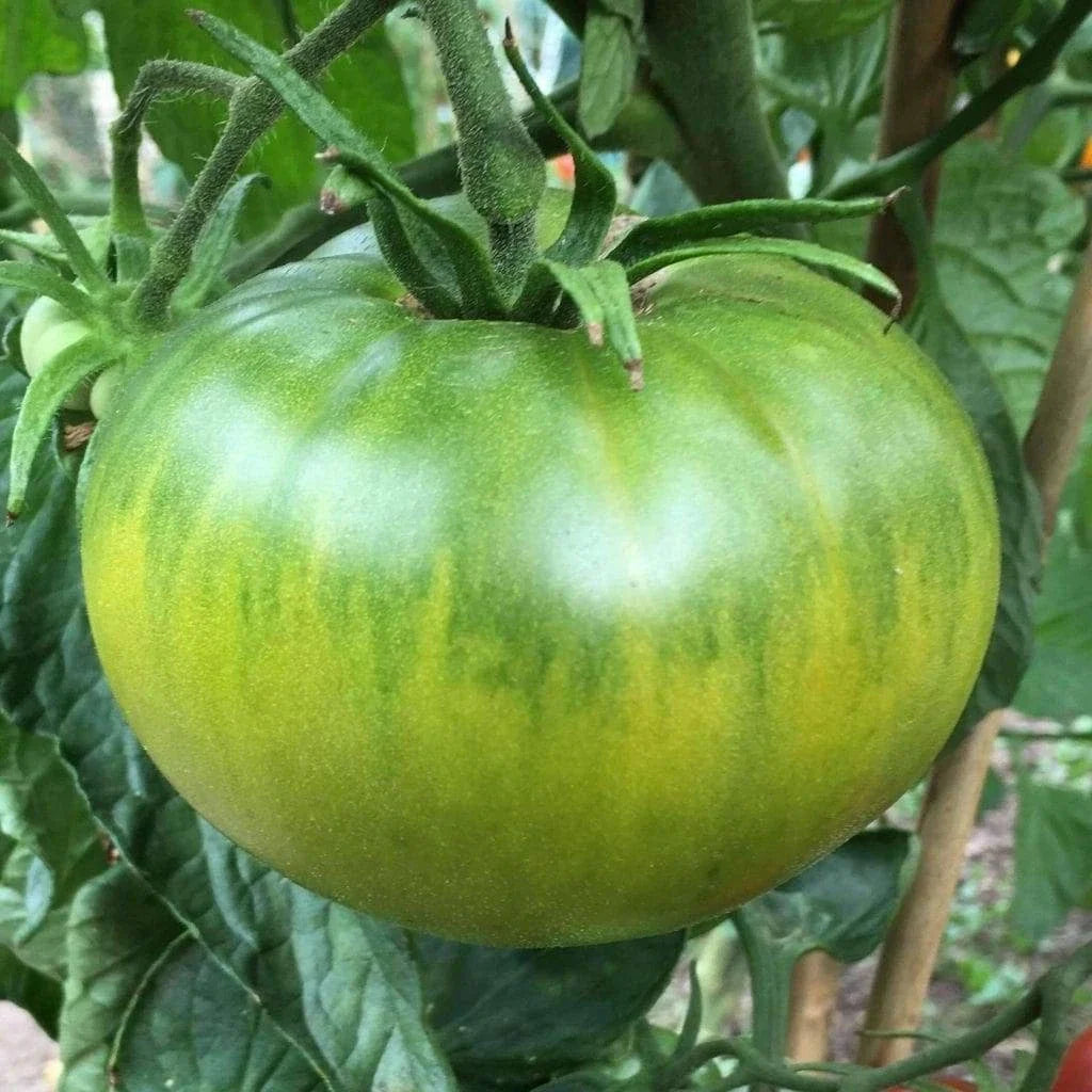 Aunt Ruby's German Green Tomato Seeds - Heirloom, NON-GMO, Organic, 25 Seeds, Solanum lycopersicum