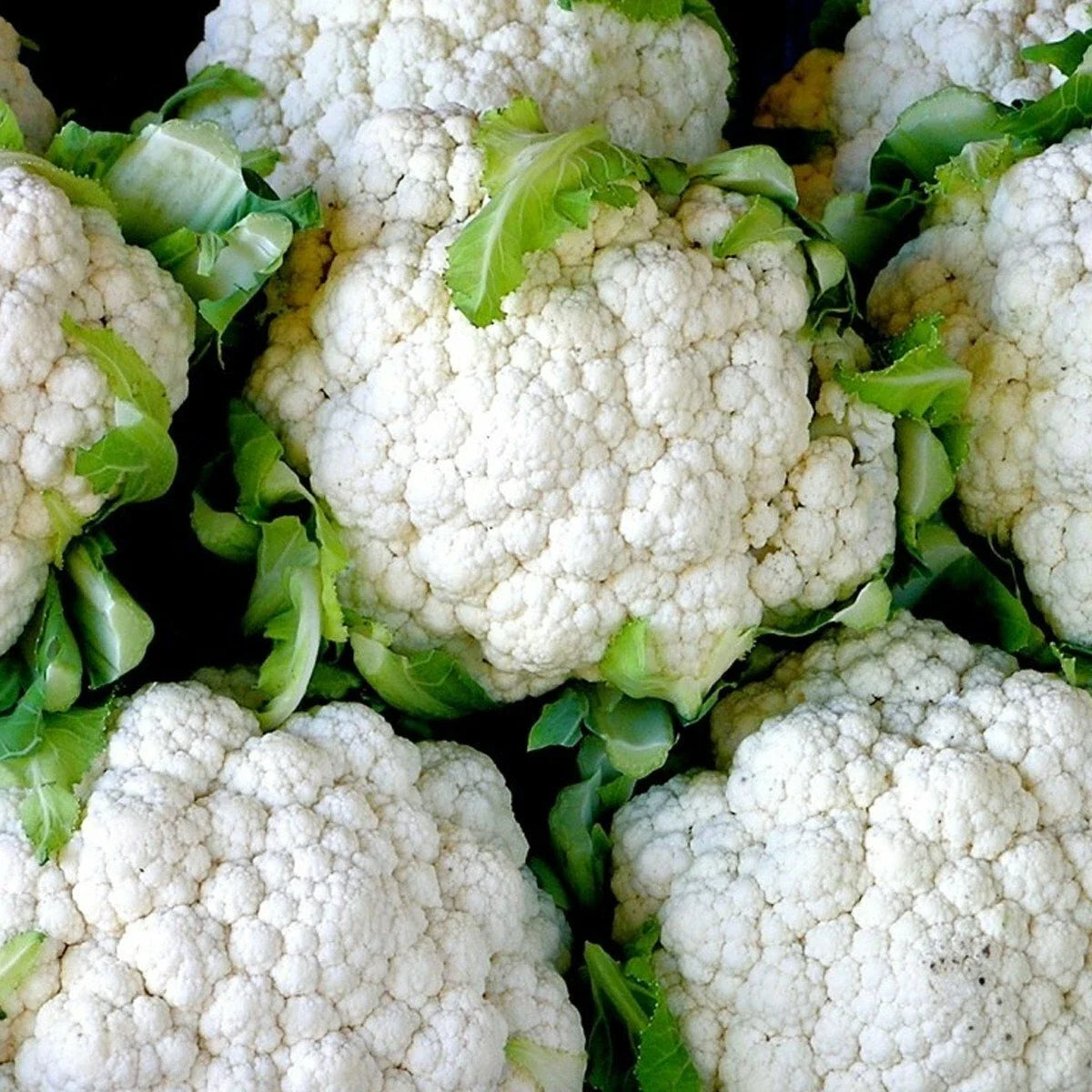 Snowball Cauliflower Seeds - Organic Heirloom Vegetable for Garden & Container - Brassica oleracea 301+ Variety