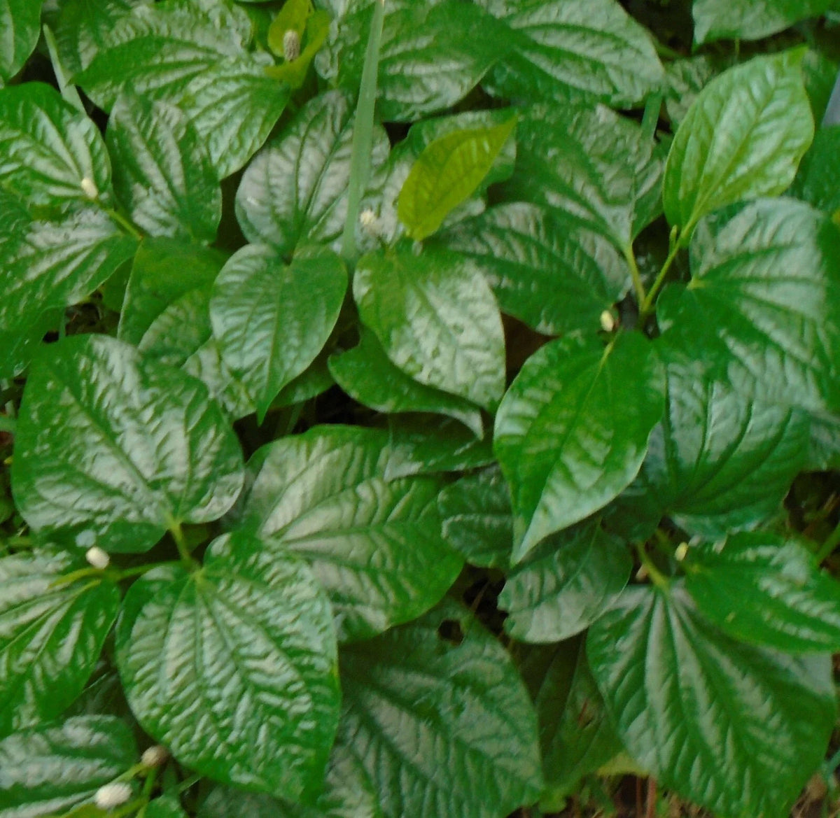 Natural Betel Leaves Stems 4"-6" Lotol Texas, Lá lốt, Piper