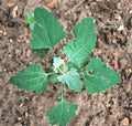 Lambs Quarter Live Plants Set of 3 - Edible Wild Spinach Pigweed - Chenopodium album