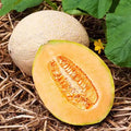 Hales Best Jumbo Cantaloupe Seeds | Heirloom Non-GMO Variety | Cucumis melo | 1050 Seeds