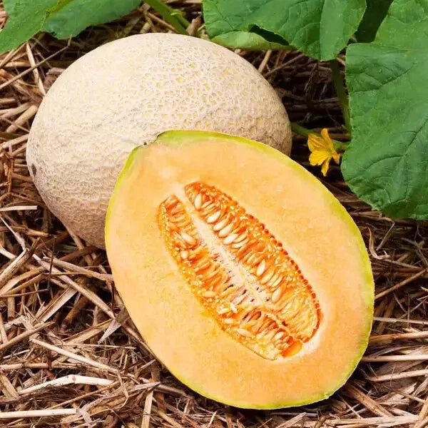 Hales Best Jumbo Cantaloupe Seeds | Heirloom Non-GMO Variety | Cucumis melo | 1050 Seeds