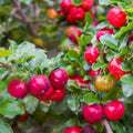 Barbados Cherry Tree Live Starter Plant 3-Pack, Edible Fruit, Malpighia emarginata, Tropical, Fast-Growing, Ornamental