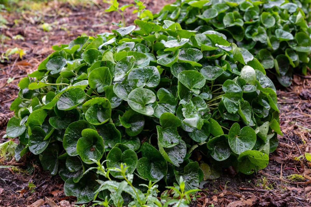 Wild Ginger Seeds - 10 Pack - Ground Cover & Spice - Asarum canadense