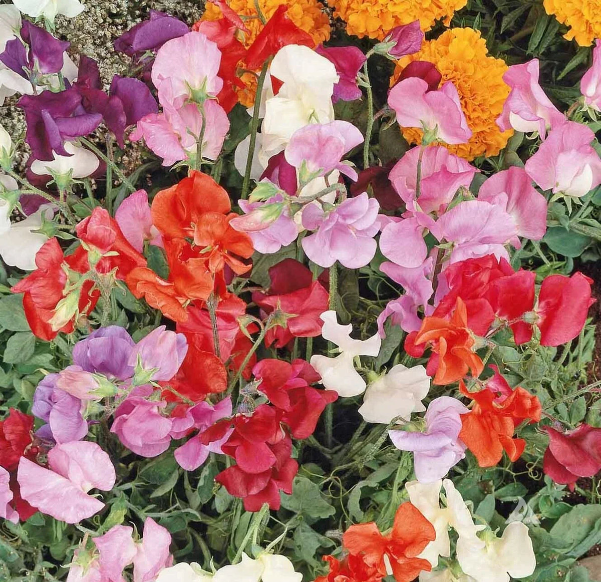 Sweet Pea Seeds Mix - 36" Dwarf Vine, Non-GMO - Lathyrus odoratus, Perfect for Containers, 50 Seeds