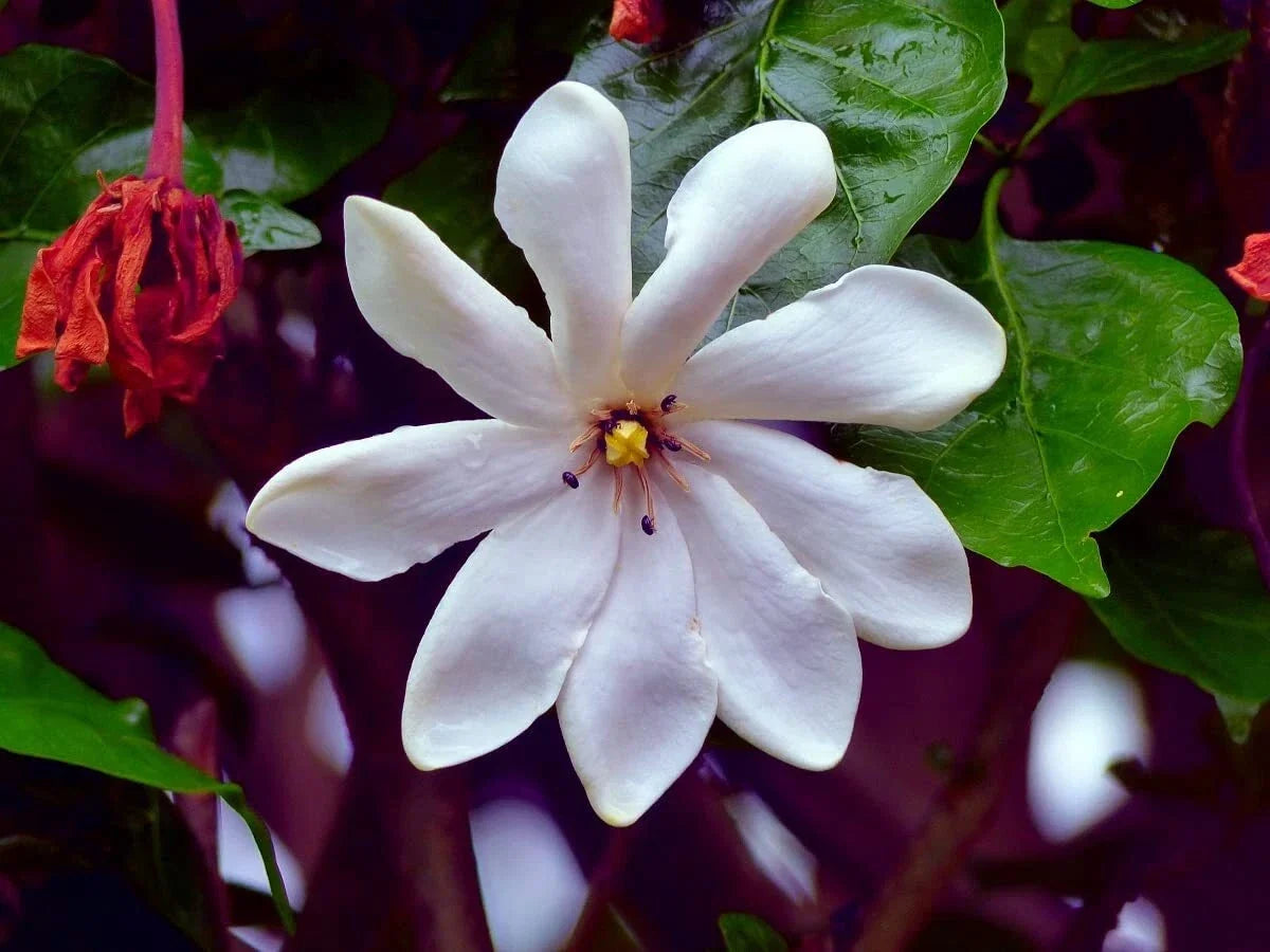 Cape Jasmine Flower Seeds - 25 Count - Small Flowering Bush - Gardenia jasminoides