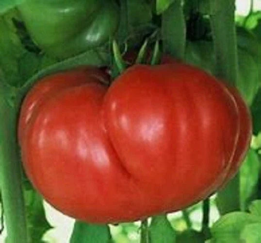 Crnkovic Yugoslavian Fresh Seed Pack - 25 Seeds - Heirloom Tomato Variety - Solanum lycopersicum