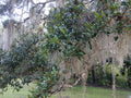 Rooted Live Oak Tree 12"-18" Florida Variety Quercus virginiana Evergre Garden Gift Plant