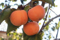 Date Plum Persimmon Seeds - 10 Flowering Fruit Tree Seeds (Diospyros lotus) - Free Shipping