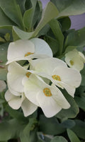 Large Flower White Crown of Thorns Cutting (1 Count, No Roots) - Euphorbia milii
