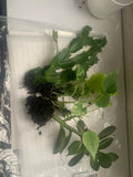 Rooted Indoor Plants Set - Jade, Cactus, and Pothos Varieties - Perfect for Home Décor and Air Purification