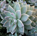 Graptopetalum Paraguayense Ghost Plant Cuttings - 3 x 2" Diameter Unrooted Succulents