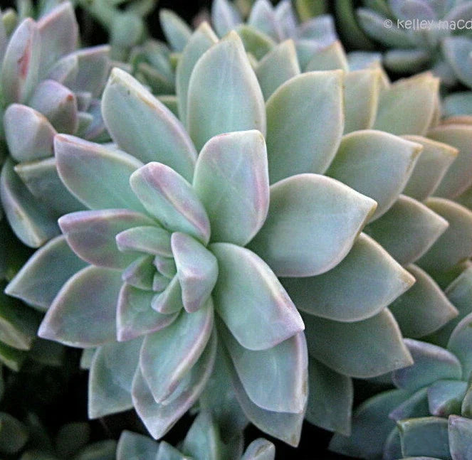 Graptopetalum Paraguayense Ghost Plant Cuttings - 3 x 2" Diameter Unrooted Succulents