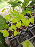 Rooted Neon Pothos Plant 2.5" Pot - Epipremnum aureum, Indoor Houseplant, Live Greenery, Low Light Tolerant