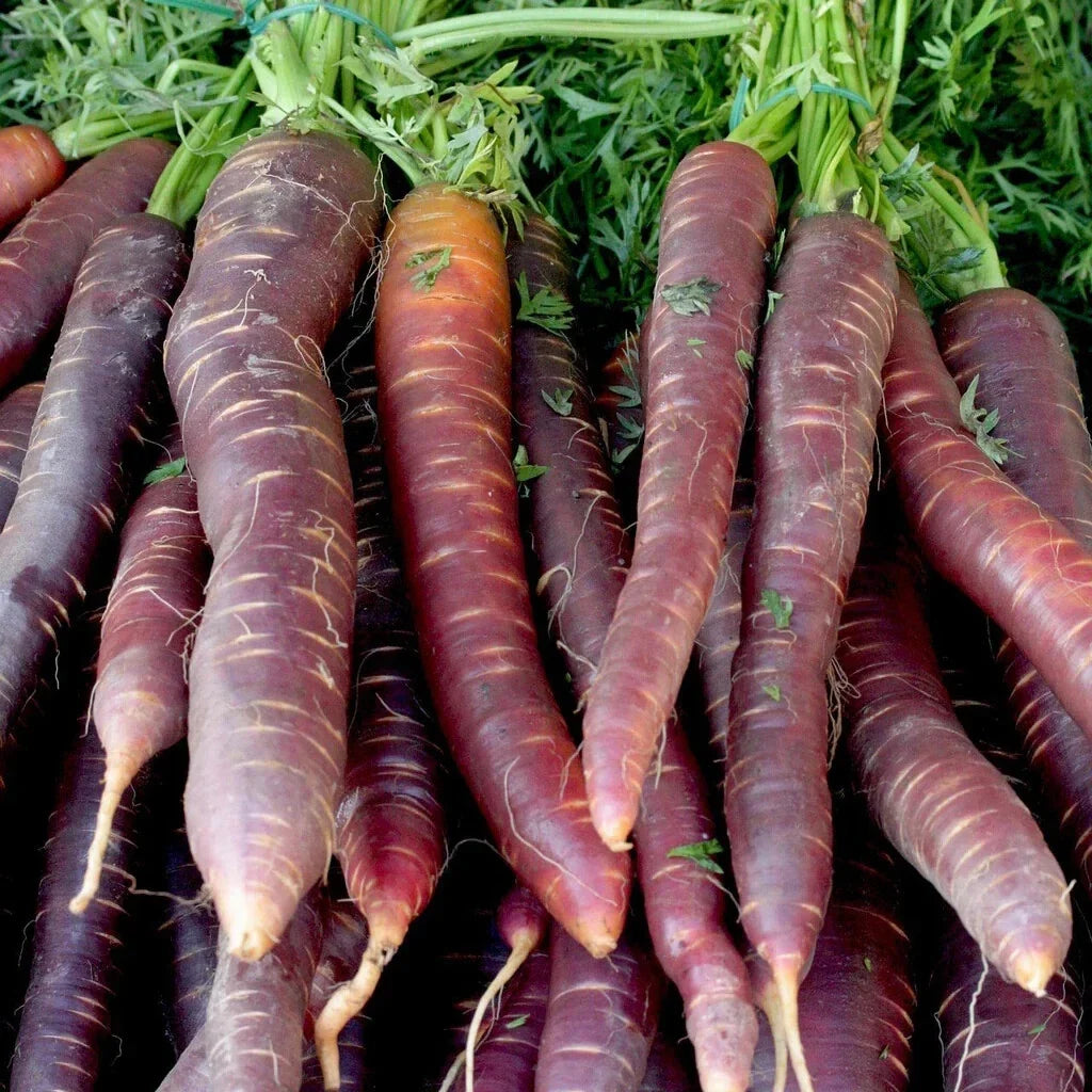Cosmic Purple Carrot Seeds - 1000+ Seeds for Garden Planting - Daucus carota - USA Grown, Non-GMO, Heirloom Variety
