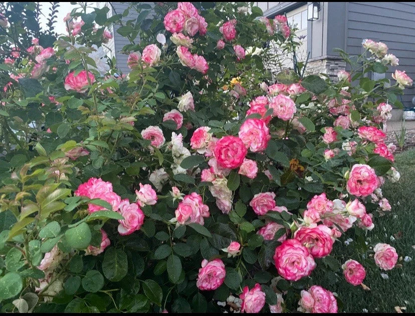 Fresh Cut Cherry Parfait Grandiflora Rose Cuttings 5-8" Long - 3 Stems - Perfect for Planting or Arranging
