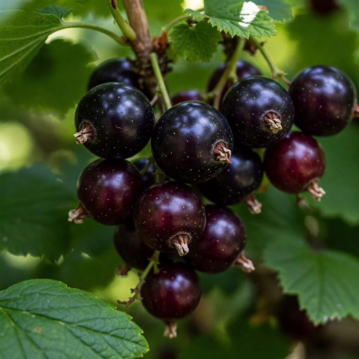 Jostaberry Plant - Fruiting Bush Edible Berry - Ribes x nidigrolaria - Live Dormant Plant (No Shipments to CA or HI)
