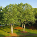 Live River Birch Tree Plant 10"-40" Tall Betula Nigra Well Rooted 1-5 Years Old