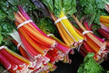 Swiss Chard Seeds 100 Count - Rare Colorful Garden Vegetable (Beta vulgaris var. cicla)