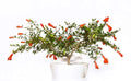 Dwarf Pomegranate Bonsai Seeds - 25 Edible Fruit Seeds - Punica granatum - Perfect for Home Gardening