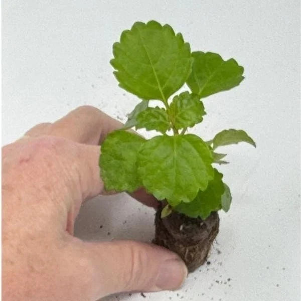 Plectranthus Swedish Ivy Green Live Rooted Starter Plants - Indoor House Plants - Easy Care for Home Decor