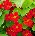Nasturtium Seeds 20 Count Globe of Fire Red Scarlet Edible Fragrant Non-GMO