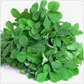 Heirloom Fenugreek Herb Seeds - 500 Non-GMO Seeds for Spice & Herb Garden - Trigonella foenum-graecum