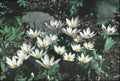 Wild Bloodroot Plant 10-Pack Fresh Red Root Sanguinaria canadensis Appalachian Mountains 2025