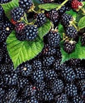 Triple Crown Blackberry Plant - Thornless Edible Fruit - Rubus fruticosus