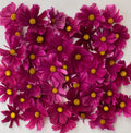 Cosmos Seeds 100 Count Dwarf RUBENZA Unique Ruby Color Non-GMO Pollinators (Cosmos bipinnatus)