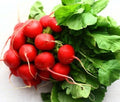 German Giant Radish Seeds - 250+ Open Pollinated Non-GMO Seeds - Ideal for Home Gardens - Raphanus sativus