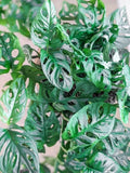 Monstera Adansonii Swiss Cheese Cuttings - 3 Indoor/Outdoor House Plant