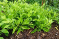 Longevity Spinach Starter Plant - 10 Pack - Gynura Procumbens - Edible Perennial Green Leaves - Tropical Vegetable Plant