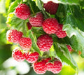 Latham Raspberry Plants - Easy to Grow - 2-Year-Old - Rubus idaeus (No Ship to California)