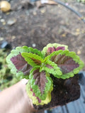 Coleus Talavera Sienna Live Plant Plugs - Colorful Foliage for Garden Home DIY