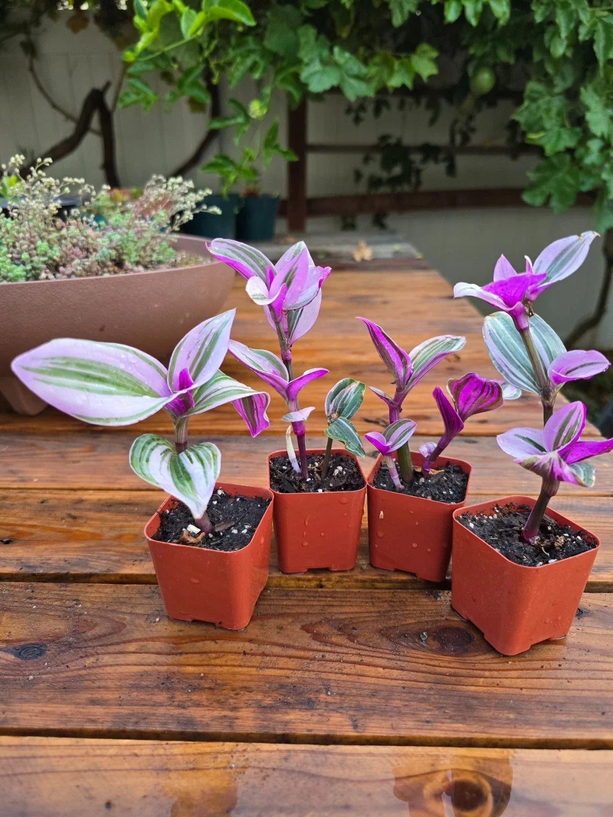 Tradescantia Nanouk Plant - 2" Pot - Rooted Pink Wandering Jew - Premium Healthy Variety