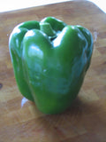 YOLO WONDER SWEET PEPPER SEEDS - 20 Glossy Seeds, Chef's Favorite Variety, Capsicum annuum