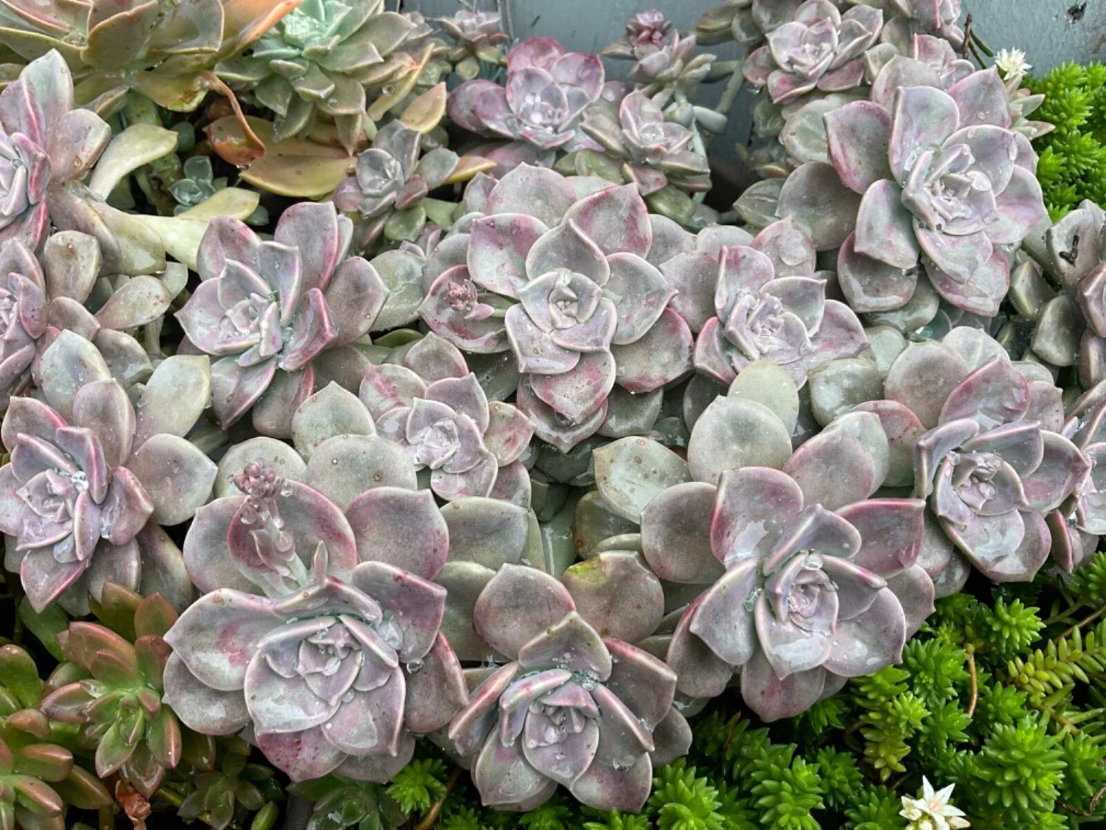 Graptopetalum "Purple Delight" Succulent Cuttings - 2 Healthy Rooted Plants for Easy Indoor Gardening