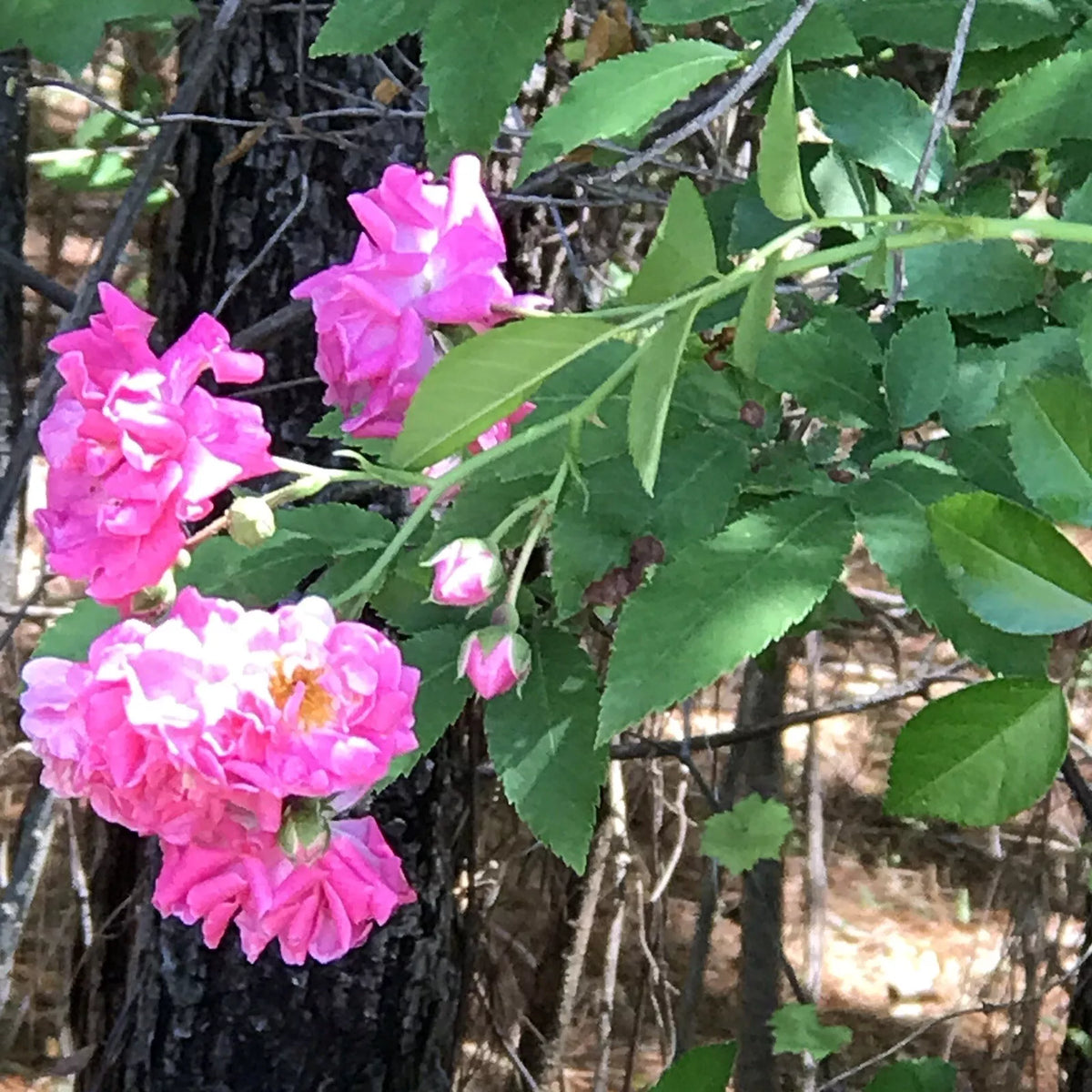 Heirloom Pink Seven Sisters Rose Cuttings - 8 Clippings - Climbing Bushes - No Roots - 6 Inch
