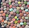 Mixed Succulent Plant Seeds - 100pcs Living Stones Lithops Seeds, Drought-Tolerant Varieties, Perfect for Gardens and Containers