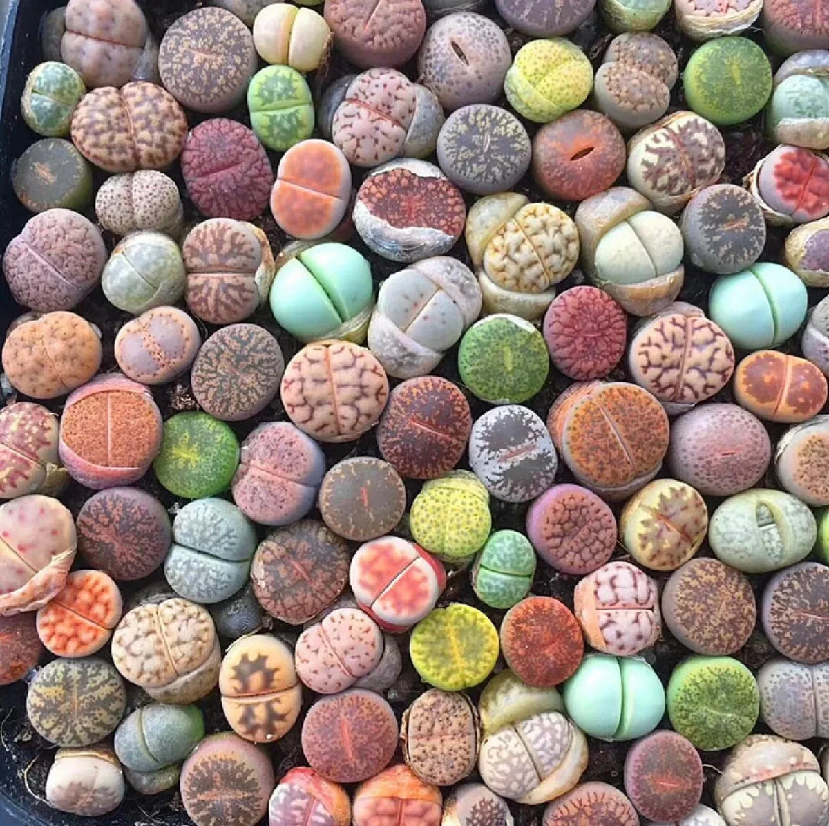 Mixed Succulent Plant Seeds - 100pcs Living Stones Lithops Seeds, Drought-Tolerant Varieties, Perfect for Gardens and Containers