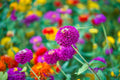 Zinnia Seeds for Planting - 250+ Cut and Come Back - Vibrant Colors, Zinnia elegans