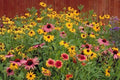Wildflower Mix Seeds - Partial Shade - Fresh Seed Blend for Pollinators - Native Wildflowers